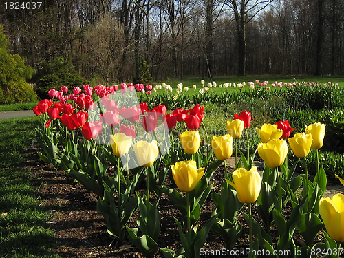 Image of Springtime Flowers