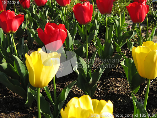 Image of Red And Yellow Tulips