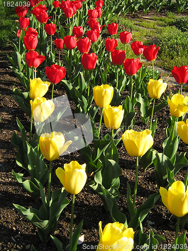 Image of Red And Yellow Tulips