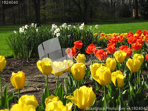 Image of Springtime Flowers