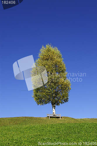 Image of Birch