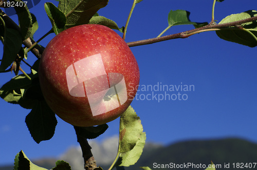 Image of Red Apple