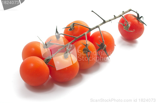 Image of Cherry tomatoes on vine with water drops.