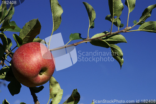 Image of Red Apple