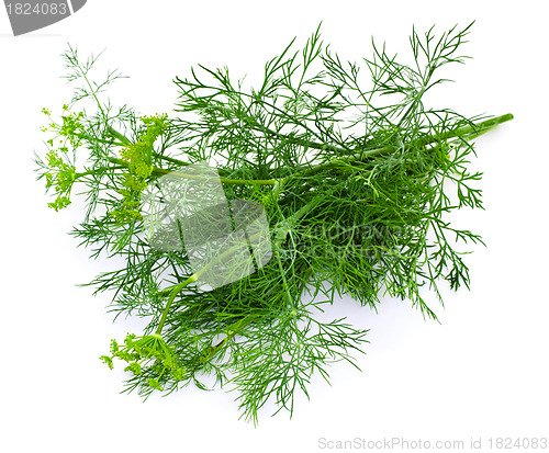 Image of Dill on a white background