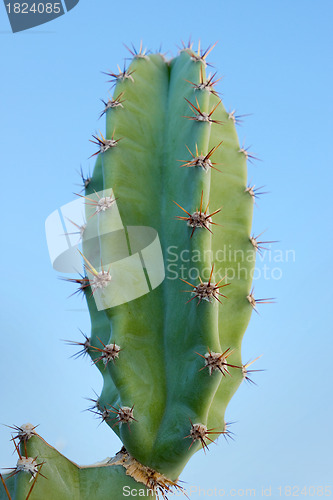 Image of Cactus (Cereus peruvianus)