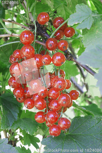 Image of Red currant