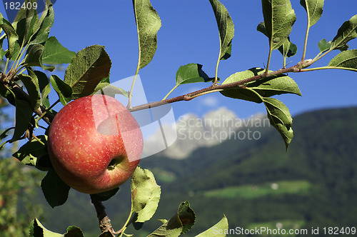 Image of Red apple