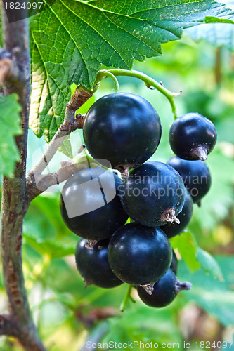 Image of Berries of a black currant 
