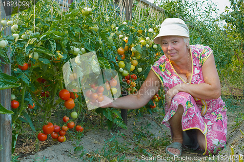 Image of Woman reaps a crop of tomatoes