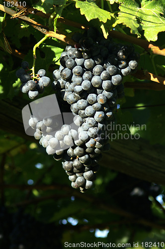 Image of Grape