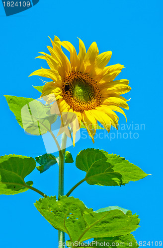 Image of Sunflower flower