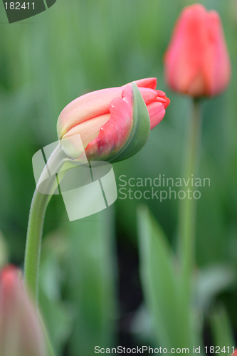 Image of Flowers, Tulip