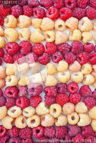 Image of Two grades of a raspberry - red and yellow