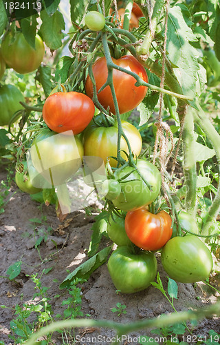 Image of Plentiful fructification of tomatoes