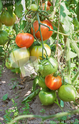 Image of Plentiful fructification of tomatoes