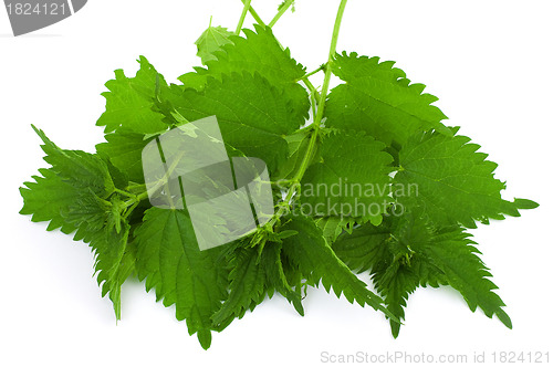 Image of Armful of a green nettle