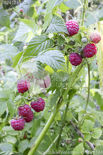 Image of Raspberry berries