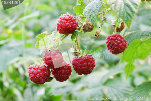 Image of Raspberry berries