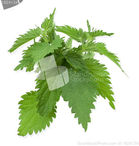 Image of Armful of a green nettle