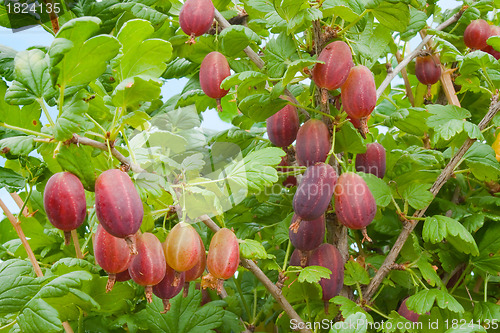 Image of Currant and gooseberry hybrid