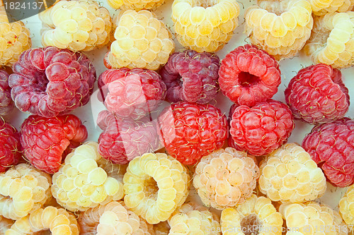 Image of Two grades of a raspberry - red and yellow