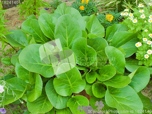 Image of  Bergenia crassifolia