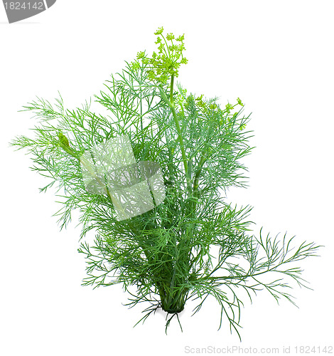 Image of Dill on a white background