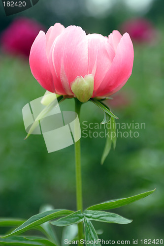 Image of Flowers, Peony