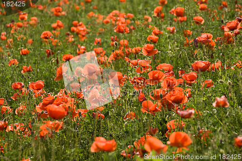 Image of Poppies