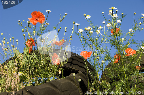 Image of Poppies