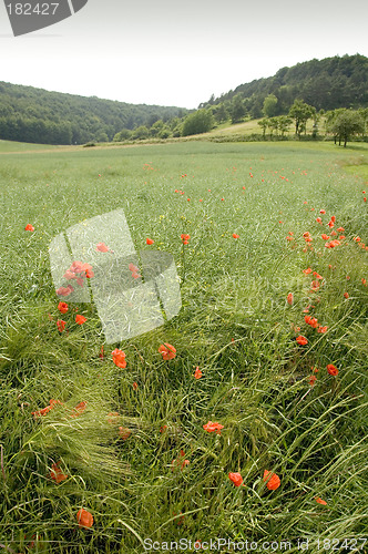 Image of Poppies