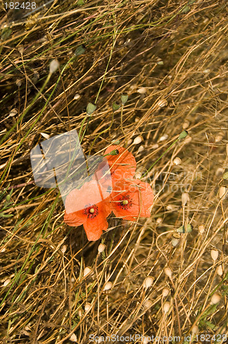 Image of Poppies