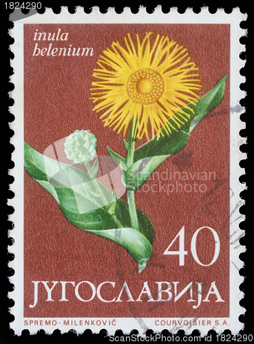 Image of Stamp printed in Yugoslavia shows elecampane