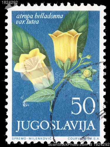 Image of Stamp printed in Yugoslavia shows atropa belladonna