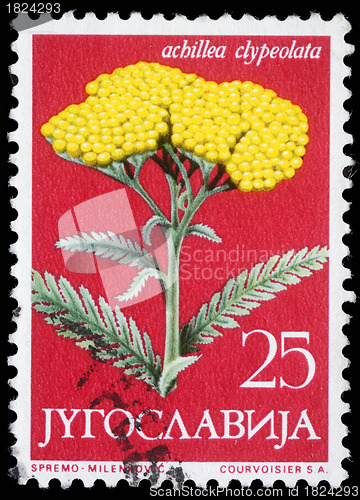 Image of Stamp printed in Yugoslavia shows Moonshine Yarrow