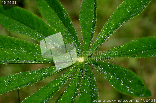 Image of Lupine