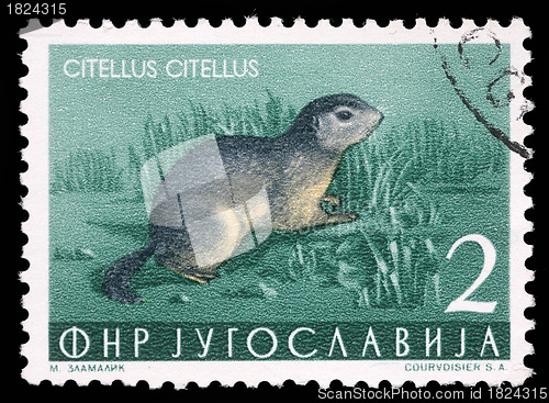 Image of Stamp printed in Yugoslavia shows the European ground squirrel