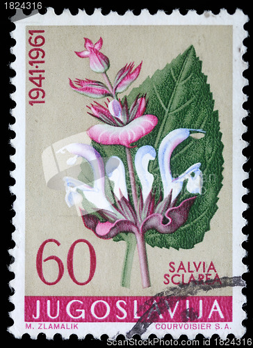 Image of Stamp printed in Yugoslavia shows clary sage