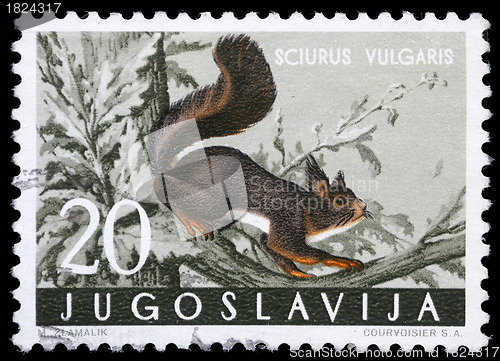 Image of Stamp printed in Yugoslavia shows the red squirrel