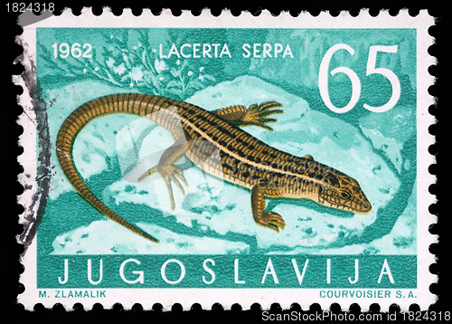 Image of Stamp printed in Yugoslavia shows the lizard