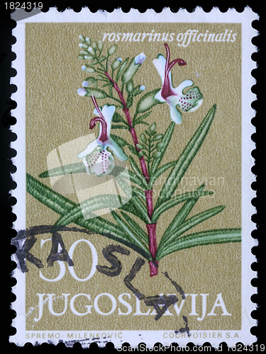 Image of Stamp printed in Yugoslavia shows Rosemary