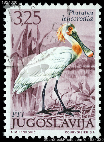 Image of Stamp printed in Yugoslavia shows the Eurasian Spoonbill