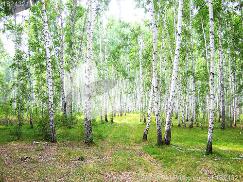 Image of birch forest