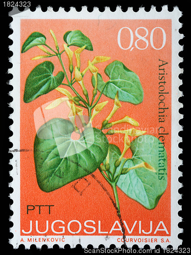 Image of Stamp printed in Yugoslavia shows aristolochia clematatis