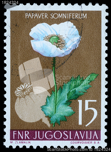 Image of Stamp printed in Yugoslavia shows opium poppy