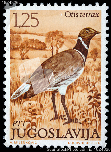 Image of Stamp printed in Yugoslavia shows the Little Bustard