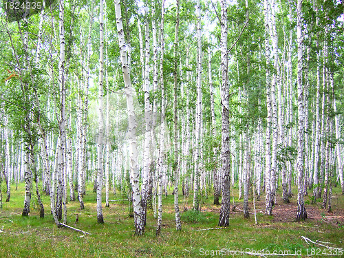 Image of birch forest