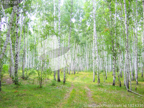Image of birch forest