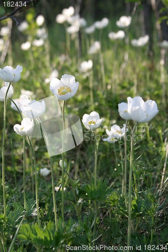 Image of Windflowers